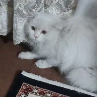 گربه پرشین نر ۹ ماهه