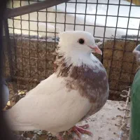 گمشده کبوتر جوجه دار