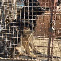 سگ ژرمن شپرد