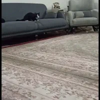 فرش ۱۲متری یک جفت