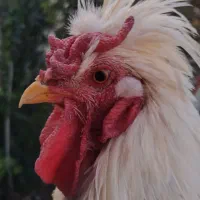 خروس سلطان