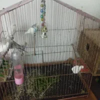 مرغ عشق بالغ