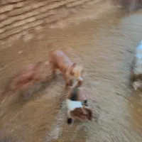 بزوکره|حیوانات مزرعه|چترود, |دیوار