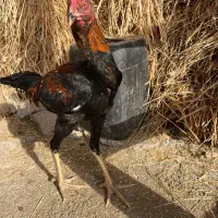 مرغ‌و‌خروس‌ لاری