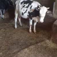 گاو‌سیمینتال