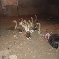 فروش غاز