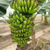 فروش نهال پاپایا و نهال موز تجاری|خدمات باغبانی و درختکاری|گنبد کاووس, |دیوار