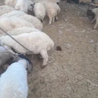 ۶۰ راس بره سبک