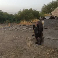 سگ مالینیوز|سگ|کرمانشاه, |دیوار