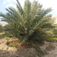 نخل مجول