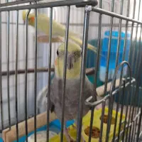 عروس هلندی|پرنده|ایلام, |دیوار