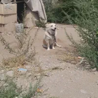 واگدای سگ پاکوتاه