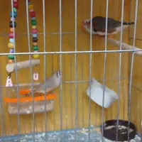 فروشی|پرنده|خمینی‌شهر, |دیوار