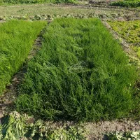 فروش نشا پیاز قرمز