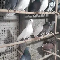 کفتر خوب .قفس .جوجه پرون غلامی|پرنده|ری, ولی آباد|دیوار