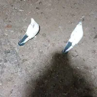 کبوتر اصفهانی دم مشکی