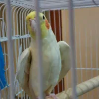 طوطی عروس هلندی لوتینو نر|پرنده|اردبیل, |دیوار