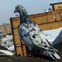 کفتر بوم سرور کله ساده|پرنده|مشهد, ایثارگران|دیوار