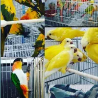 طوطی آرا کاسکو راهب لوری خورشیدی گرینچک عروس برزیل|پرنده|شیراز, فرودگاه شهید دستغیب شیراز|دیوار