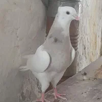 یع جفت طوقی کرم خال سیاه