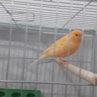 فروش انواع قناری نرهای مست مست|پرنده|بندر ماهشهر, |دیوار