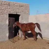 اسب|اسب و تجهیزات اسب‌سواری|نیشابور, خیام|دیوار