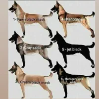 فروش مالینوز اصیل|سگ|کاشان, شهرک صنعتی کویر|دیوار