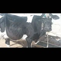 گاو با گوساله ۷ماهه ماده