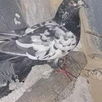 کبوتر|پرنده|خاش, |دیوار