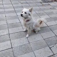 سگ اشپیتز|سگ|کرمانشاه, |دیوار