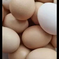 تخم مرغ محلی درشت