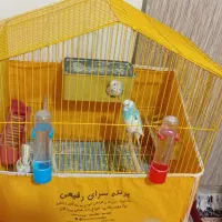 یک جفت مرغ عشق مولد با قفس و همه تجهیزات