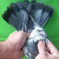 ۵طوق قاره یک فقط یکجا|پرنده|تهران, مولوی|دیوار