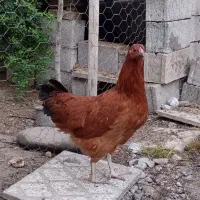 سه تا مرغ محلی