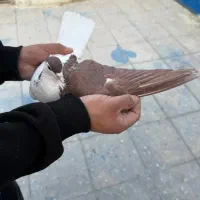 ماده چپ گلی|پرنده|کرمان, |دیوار