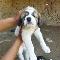 سگ آلابای اصیل ماده