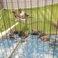 فنج کینگ وزبرا سلامت|پرنده|تهران, مینای جنوبی|دیوار