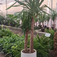 گل و گیاه تا ۴۰ درصد تخفیف|گل و گیاه طبیعی|مشهد, ولیعصر (شهرک غرب)|دیوار