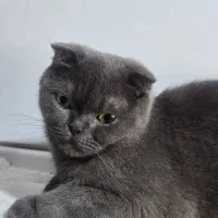 گربه اسکاتیش