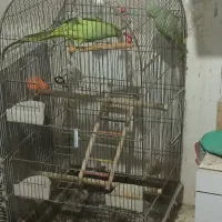 ۱ جفت ملنگو