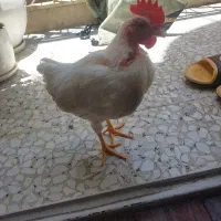 خروس
