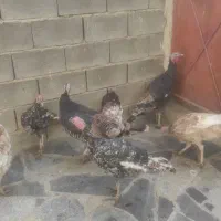 بوقلمون خانگی