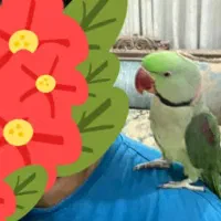 شاه طوطی نر سخنگو بسیار سرحال و سالم|پرنده|تهران, شهرک آزادی|دیوار
