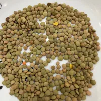 عدس کانادیی دوساله