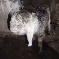 بز بیگ نر|حیوانات مزرعه|اردل, |دیوار