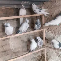 کفتر کبوتر