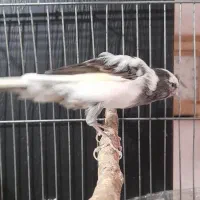 قناری نر|پرنده|بروجرد, |دیوار