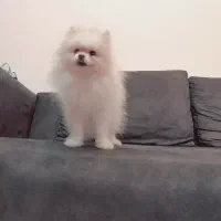 پامر یا پامرانین نر سفید بالغ