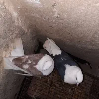 جفت پشت نرو ماده