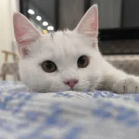 گربه پنج ماهه با وسایل کامل|گربه|گرگان, |دیوار